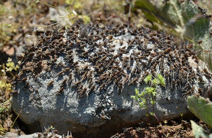 Tarlalarını istila eden çekirgeleri yiyorlar