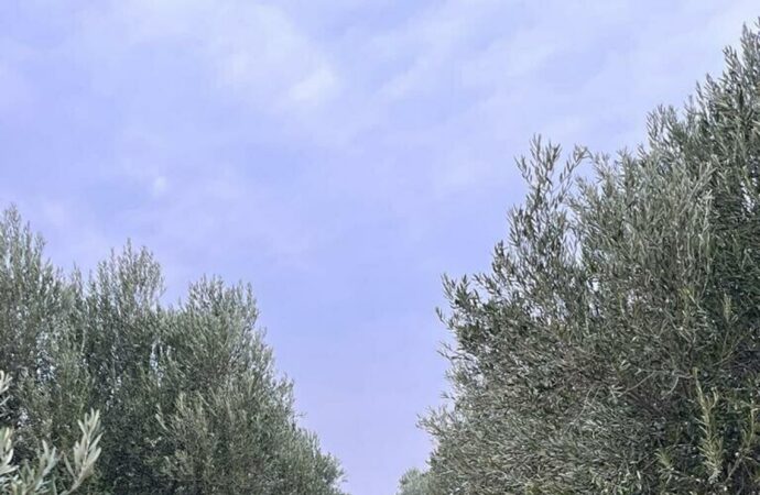 Manisa’da jandarma komando timleri, zeytin ağaçlarının güvenliği için devriyelerde bulunuyor.