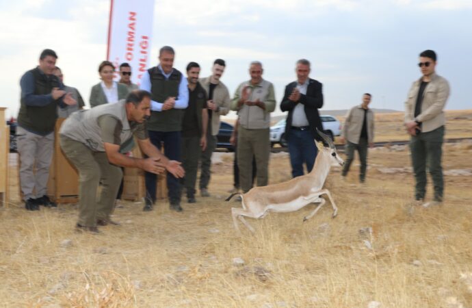 Şanlıurfa dağlarındaki ceylan popülasyonu, son verilere göre 413’e yükseldi.