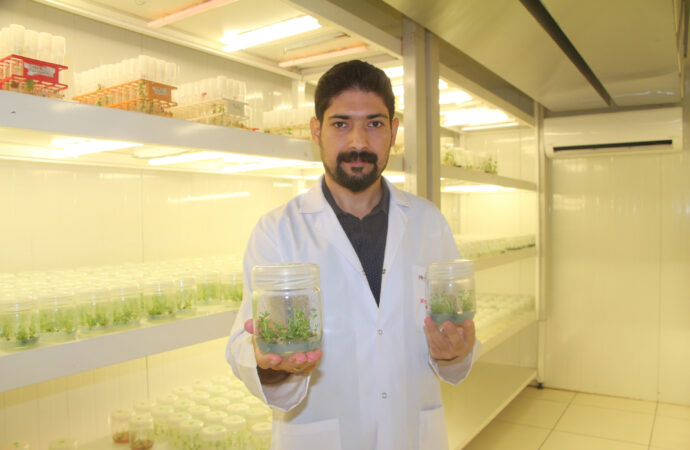 Laboratuvar ortamında, hastalık ve kuraklık gibi zorlu koşullara dayanıklı bitkiler klonlanmaktadır.