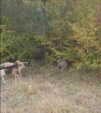 Vaşak ve köpekler arasındaki çatışma anları, kamera tarafından kaydedildi.