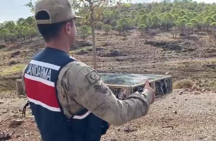 Suriye vatandaşı olan ve 4 bin saka kuşuyla yakalanan şüpheli, 5 milyon 600 bin lira ceza ile karşı karşıya kaldı.