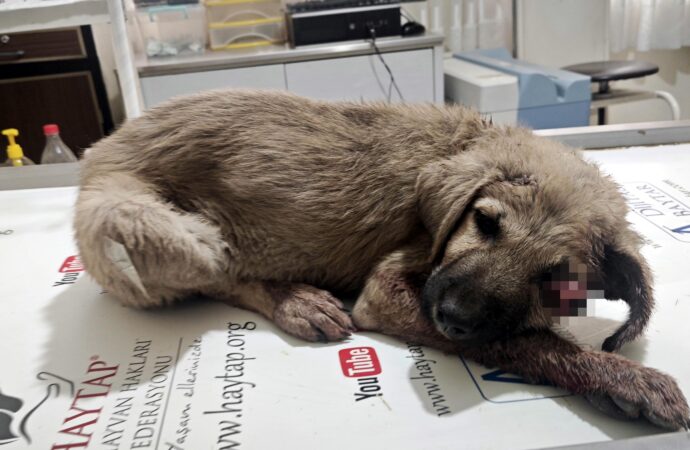 Bir otomobilin altına giren yavru köpeğin başı ezilerek görme yetisi kayboldu.