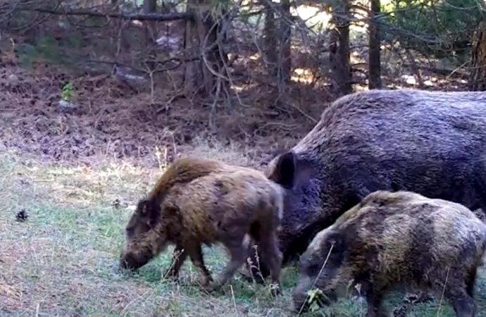 Spil’in vahşi yaşamı, fotoğrafçılar tarafından yakalanmış bir kaplanın objektifine yansıdı.