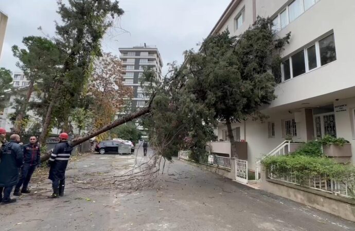 Kadıköy ilçesinde yer alan bir binanın üzerine ağaç devrildi.