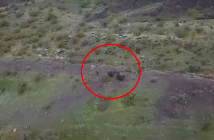 Bir çiftçi, tarlasına giren domuz sürüsünü dron kullanarak uzaklaştırdı.