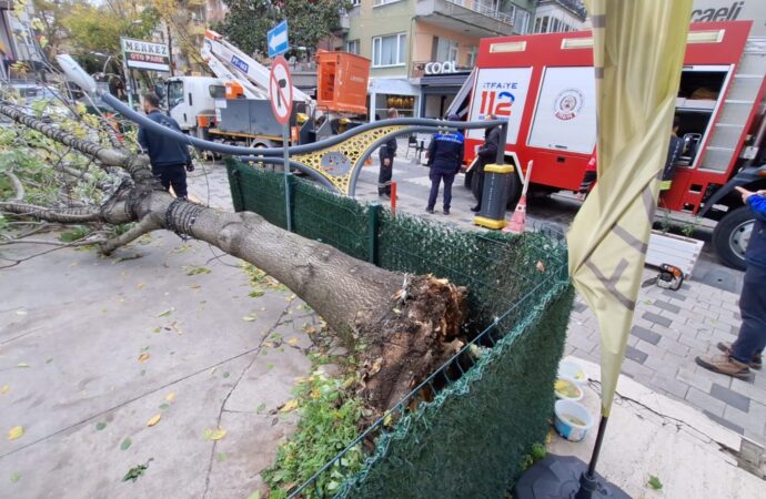 Rüzgarın şiddetiyle devrilen ağaç, aydınlatma direğini tahrip etti.