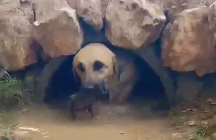 Bir köpek ve 5 yavrusu, tahliye borusunda mahsur kaldıktan sonra başarılı bir şekilde kurtarıldı.