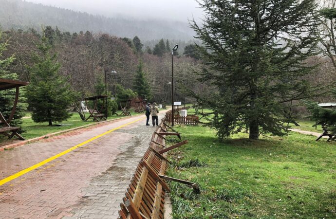 Bolu’da şiddetli rüzgar, tabiat parkındaki ağaçları devirdi.
