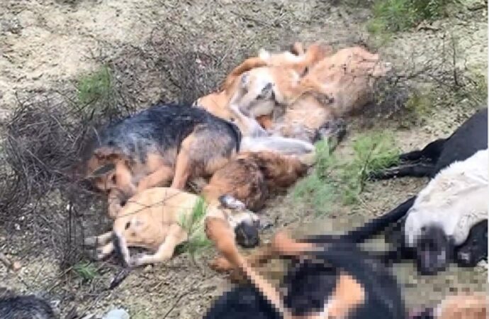 Bilecik ilinde 14 köpeğin ölü olarak bulunması üzerine, olayla ilgili olarak 4 kişi gözaltına alındı.