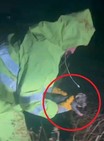 Sulama kanalına düşen bir köpek ve onun dört yavrusu kurtarıldı.