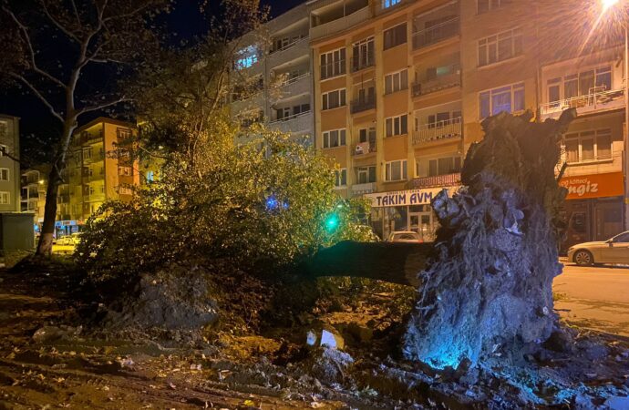 İnegöl’de lodosun etkisiyle yüzyıllık çınar ağaçları, cadde üzerine devrildi.