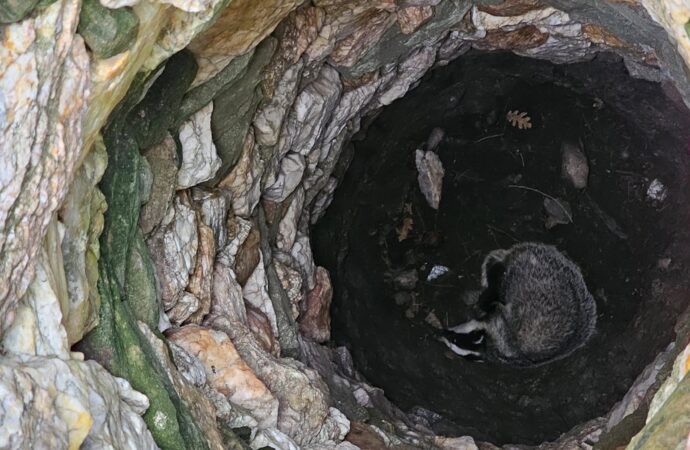 Çanakkale’de 7 metre derinliğindeki bir kuyuya düşen porsuk, başarılı bir şekilde kurtarıldı.