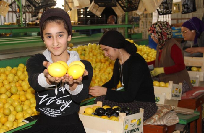 Üreticiler, Limonda 1000 TL’lik ihracat teşvikinden memnun