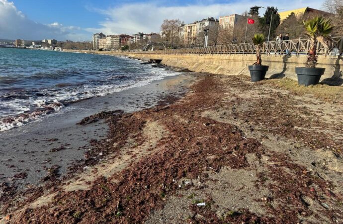 Tekirdağ sahilinde yosun istilası!