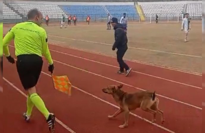 Sahaya köpek dalınca…