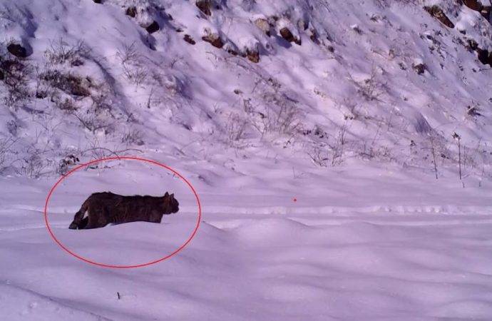 Karlar içinde, çok nadir görülen bir yaban kedisi