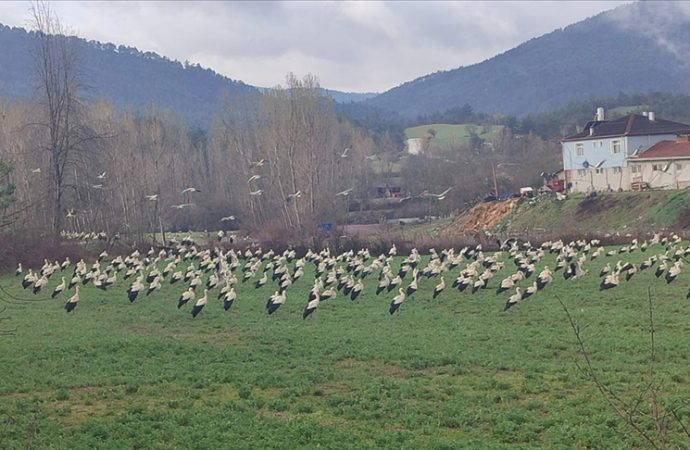 Leyleklerin Bolu’daki göç molası