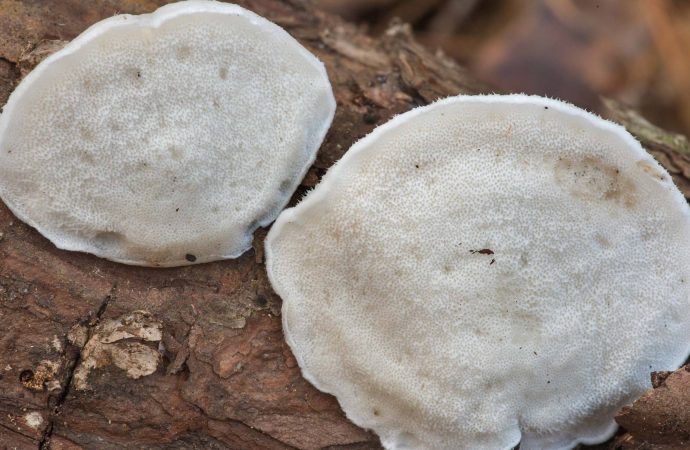 Habanero biberi değil: En acı madde ‘acı raf mantarı’