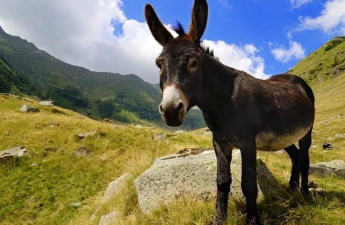 Cinselliğin Kısa Tarihi kitabımda radikal pragmatik değişim olabilir