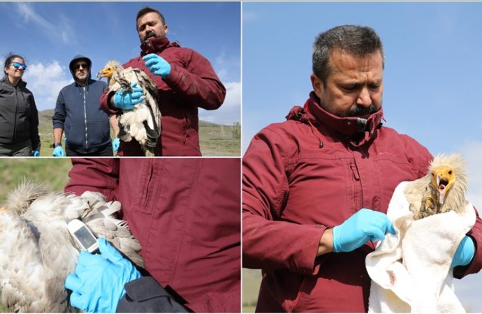 Üç yıl çiple izlendi: Akbaba 101 bin kilometre uçtu, 11 ülke gezdi
