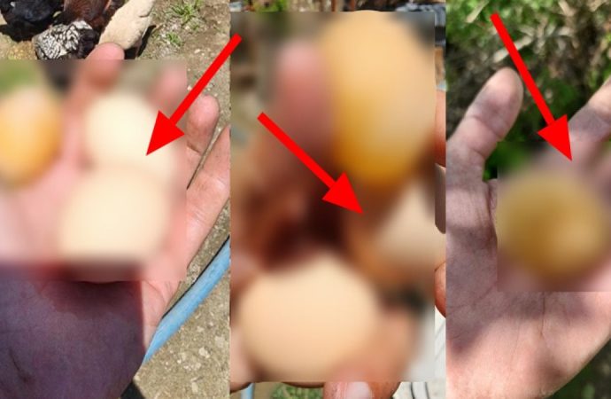 Tavuktan doğrudan sofraya: Kabuksuz yumurta