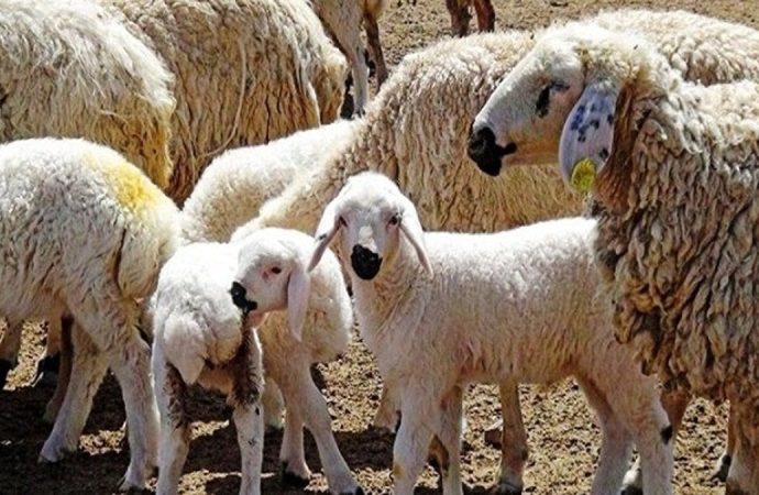 İnternetten ucuz koyun almak istedi: 170 bin TL dolandırıldı