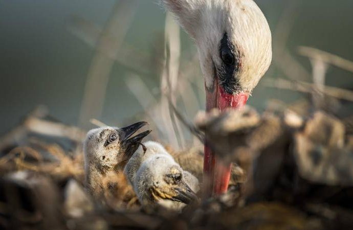 Yaren leylekten müjdeli haber: 4 yavrusu da yumurtadan çıktı