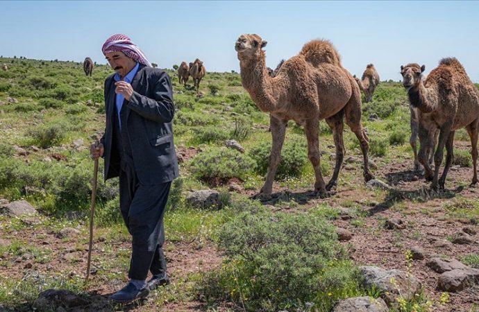 Kara yoluna “Dikkat, deve çıkabilir” tabelası istedi