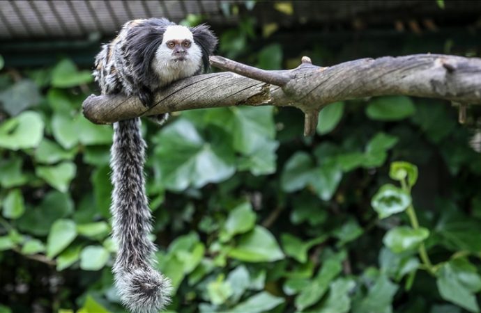 Hayvanat Bahçesi’nin gözdesi: Kuyruğu kendinden büyük marmoset maymunu