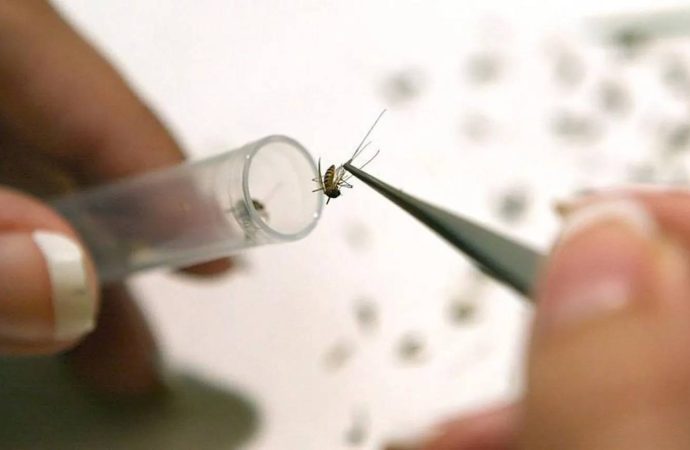 İngiltere’de Batı Nil alarmı: Sivrisineklerde ilk kez virüs tespit edildi