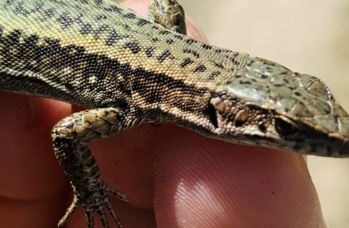Kertenkele keşfetti, annesinin adını verdi: Saliha Kertenkelesi