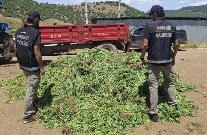 Damla sulama sistemiyle Hint keneviri yetiştiriyorlardı: Beş gözaltı