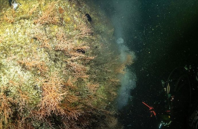 Dalgıçlar Marmara’da mercanları müsilajdan kurtardı