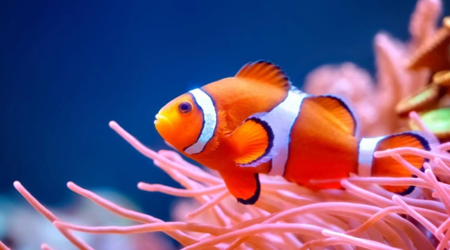 Kayıp Balık Nemo küçüldükçe küçülüyor, çünkü…