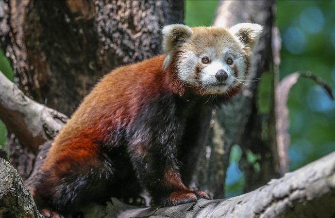 Hava ısındı, Bursa’da kırmızı pandalar klimalı odaya geçti