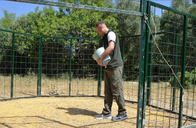 Yaban domuzları Aydın’da ‘evcil hayvan’ gibi: Mamayla besleyen var