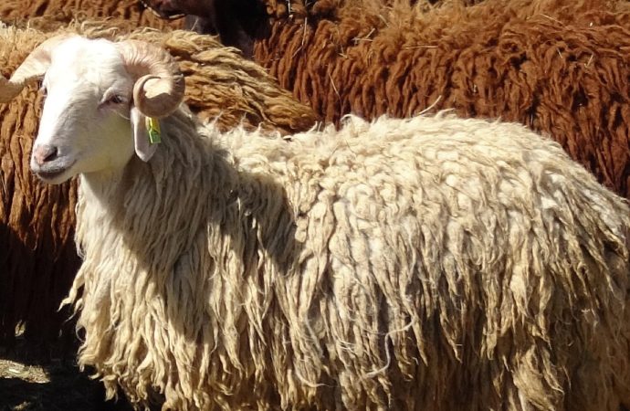 Araştırma merkezinin cins koyunları kurbanlık olarak satışa çıkarıldı