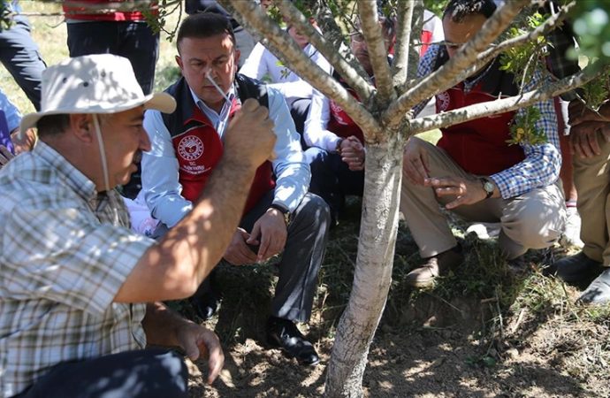 Muğla’da 10 yıl önce dikilen sakız ağaçlarında ilk hasat