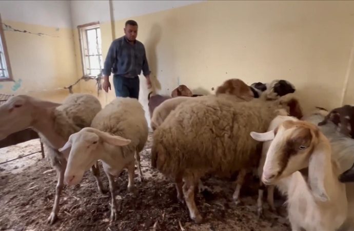Gazze’de çiftliği yıkıldı, kurbanlıklarını evinin çatısında besliyor