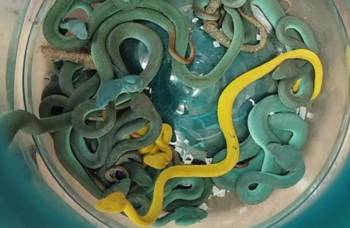 Havalimanı’nda zehirli yılan operasyonu: 47 tehlikeli tür ele geçti