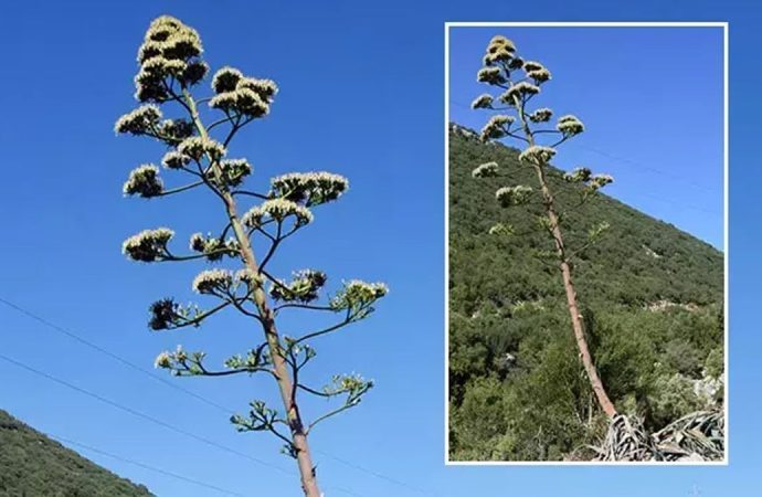 Süper sabır ağacı: 100 yıllık ömründe yalnızca bir kez çiçek açıyor