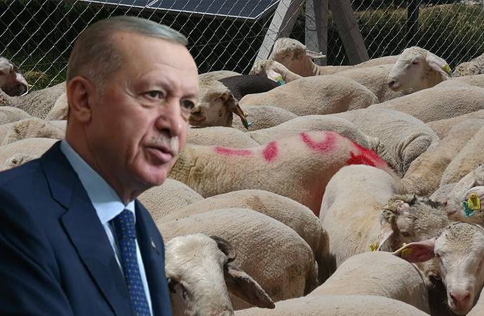 Cumhurbaşkanı Erdoğan’ın kurbanda ne kestiği belli oldu