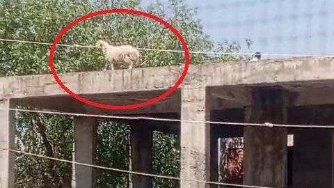 Koç binanın üçüncü katına kaçtı, sahibi satmaktan vazgeçti