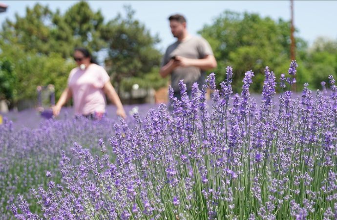 Instagramcılar, Tekirdağ’a koşun, lavantalar açtı
