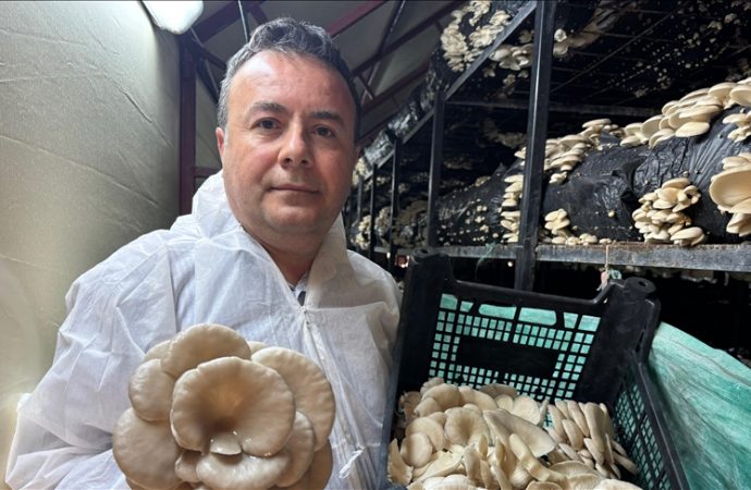 Mutfak masrafı için kurduğu tesiste yılda 36 ton mantar üretiyor