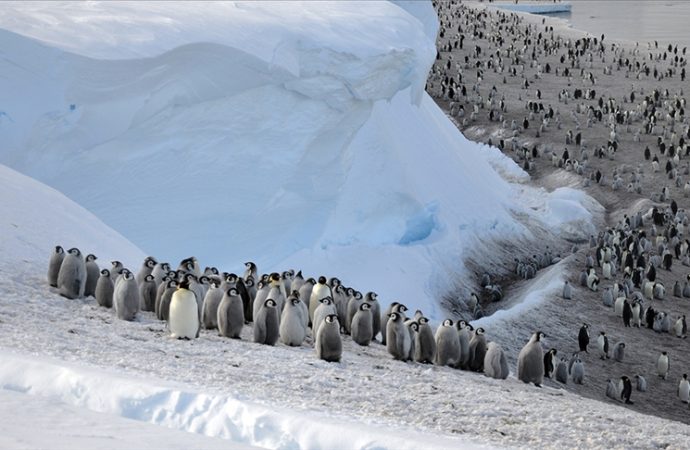 İmparator penguen teba kaybediyor: 15 yılda yüzde 22 düştü