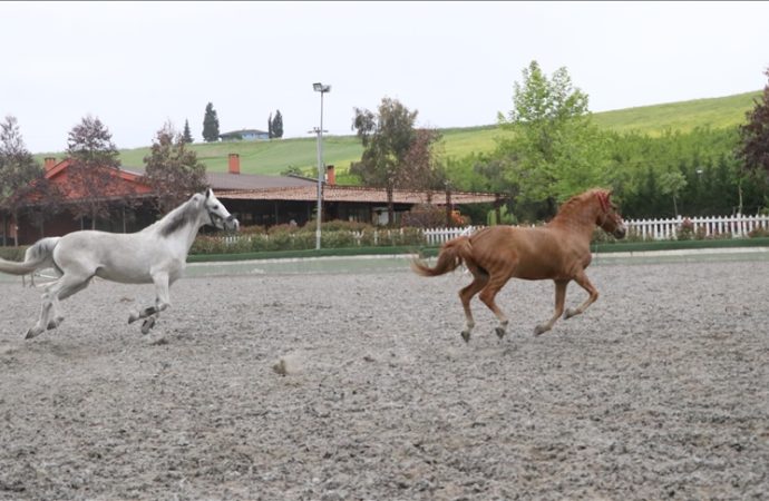 Kapuçino’yla başladı, 150 sporcu yetiştiren atlı spor kulübü yarattı