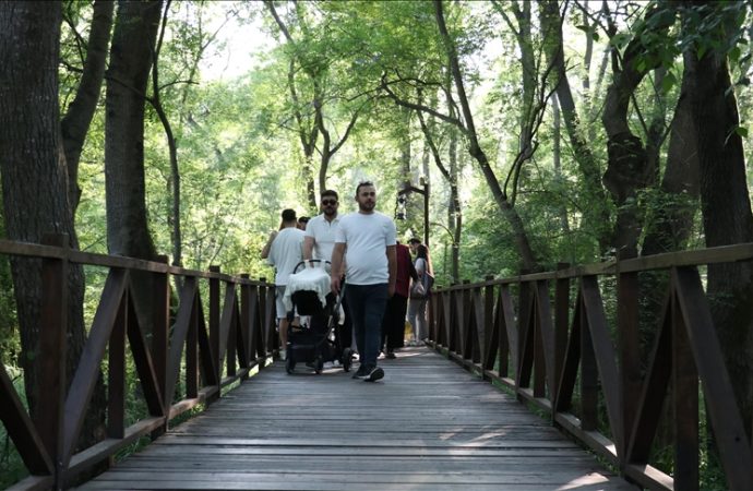 Bu da Samsun’un ‘longoz ormanı’