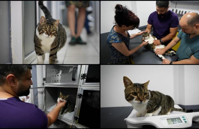 Bir ilk: Diyabet hastası kedi kök hücre nakliyle kurtuldu